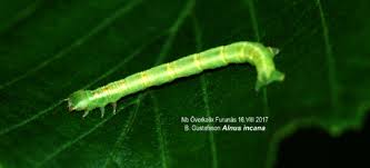 Attēlu rezultāti vaicājumam “Cabera pusaria male”