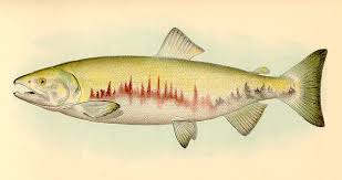 Image result for Oncorhynchus keta