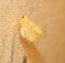 Attēlu rezultāti vaicājumam “Ennomos erosaria”