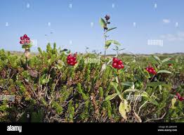 Attēlu rezultāti vaicājumam “Lonicera caprifolium fruit”