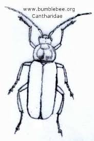 Attēlu rezultāti vaicājumam “Cantharidae”