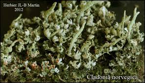 Attēlu rezultāti vaicājumam “Cladonia norvegica”