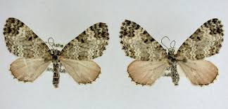 Attēlu rezultāti vaicājumam “Eulithis sp.”