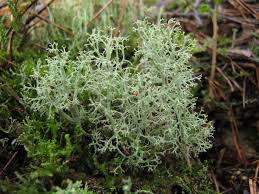 Attēlu rezultāti vaicājumam “Cladonia ciliata”