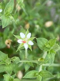 Attēlu rezultāti vaicājumam “Arenaria serpyllifolia flower”