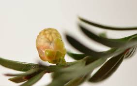 Attēlu rezultāti vaicājumam “Taxus baccata bud”