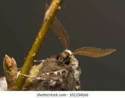 Attēlu rezultāti vaicājumam “Biston strataria”