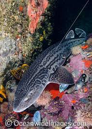 Image result for Poroderma pantherinum