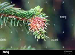 Attēlu rezultāti vaicājumam “Sacchiphantes abietis”