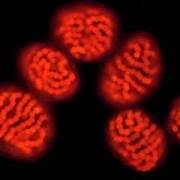 Attēlu rezultāti vaicājumam “Nostoc pruniforme cells”