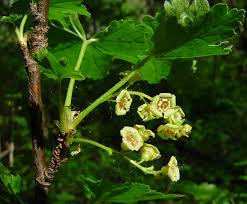 Attēlu rezultāti vaicājumam “Ribes spicatum”