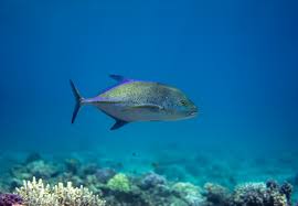 Image result for Caranx melampygus