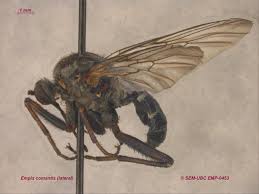 Attēlu rezultāti vaicājumam “Empis sp.”