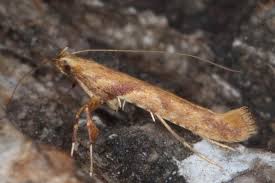 Attēlu rezultāti vaicājumam “Caloptilia hemidactylella”