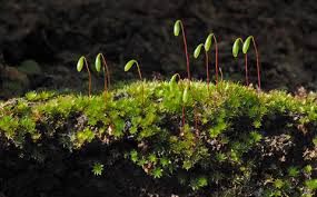 Attēlu rezultāti vaicājumam “Bryum”