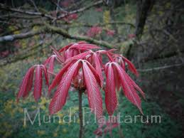 Attēlu rezultāti vaicājumam “Aesculus x neglecta”