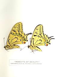 Attēlu rezultāti vaicājumam “Papilio machaon”