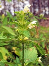 Attēlu rezultāti vaicājumam “Galeopsis tetrahit”