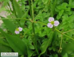 Attēlu rezultāti vaicājumam “Alisma lanceolatum”