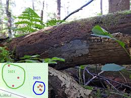 Attēlu rezultāti vaicājumam “Diderma subviridifuscum spores”