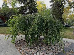 Attēlu rezultāti vaicājumam “Betula pendula Youngii”