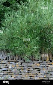 Attēlu rezultāti vaicājumam “Salix rosmarinifolia”