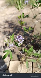Attēlu rezultāti vaicājumam “Medicago x varia  flower”