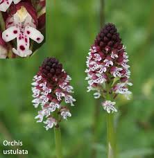 Attēlu rezultāti vaicājumam “Orchis ustulata”