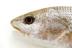 Image result for Sciaenops ocellatus