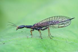 Attēlu rezultāti vaicājumam “Raphidioptera”