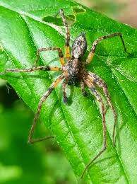 Attēlu rezultāti vaicājumam “Anyphaena accentuata male”