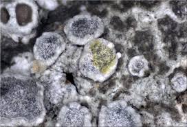 Attēlu rezultāti vaicājumam “Lecanora carpinea”