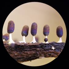 Attēlu rezultāti vaicājumam “Diachea leucopodia stalked”