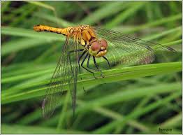 Attēlu rezultāti vaicājumam “Sympetrum sanguineum female”