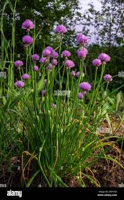Attēlu rezultāti vaicājumam “Allium schoenoprasum fruit”