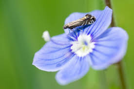 Attēlu rezultāti vaicājumam “Glyphipterigidae”