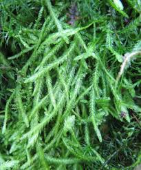 Attēlu rezultāti vaicājumam “Plagiothecium undulatum”