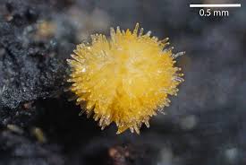 Attēlu rezultāti vaicājumam “Bactridium flavum”