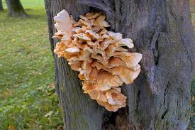 Attēlu rezultāti vaicājumam “Laetiporus sulphureus”