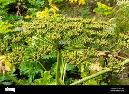 Attēlu rezultāti vaicājumam “Heracleum sosnowskyi leaf”