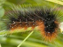 Attēlu rezultāti vaicājumam “Arctia caja imago”