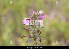 Attēlu rezultāti vaicājumam “Pedicularis palustris fruit”