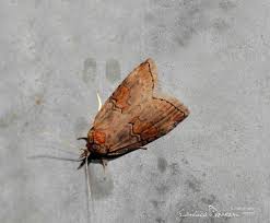 Attēlu rezultāti vaicājumam “Nycteola sp.”