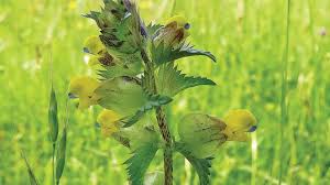 Attēlu rezultāti vaicājumam “Orobanchaceae”