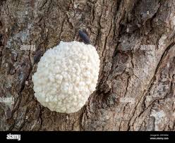 Attēlu rezultāti vaicājumam “Reticularia sp.”