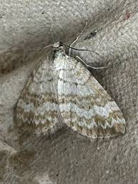 Attēlu rezultāti vaicājumam “Perizoma affinitata”