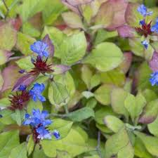 Attēlu rezultāti vaicājumam “Tilia platyphyllos subsp. cordifolia flower”