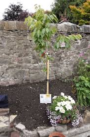 Image result for Marchmount Bowling Club