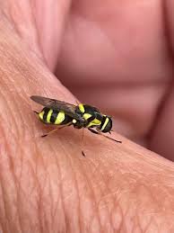 Attēlu rezultāti vaicājumam “Ophiotheca chrysosperma macro”