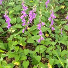 Attēlu rezultāti vaicājumam “Campanula rapunculoides flower”